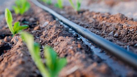 Mastering Efficient Drip Irrigation Systems - Green House Tutorial