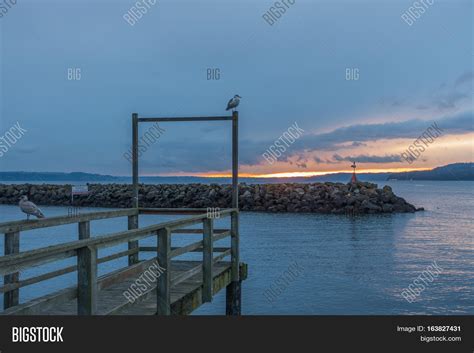 Seagull Sits On Pier Image & Photo (Free Trial) | Bigstock