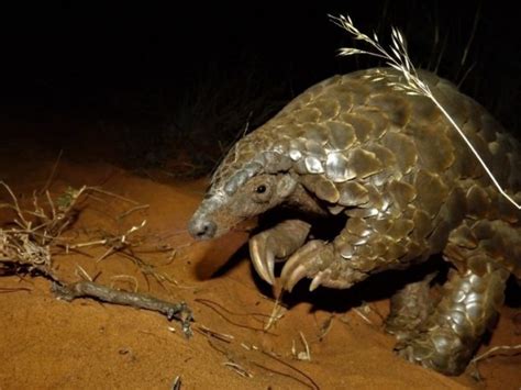 Insights into pangolin conservation: The importance of research at a ...