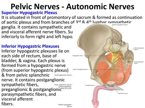 PPT - Pelvic Nerves & Vessels PowerPoint Presentation, free download ...