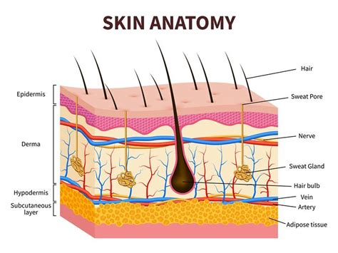 Human skin. Layered epidermis with hair follicle, sweat and sebaceous ...