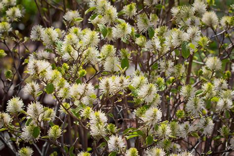 Featured plant: Dwarf fothergilla | The High Line