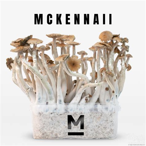 McKennaii Magic Mushroom Grow Kit by Mondo® | grow at home