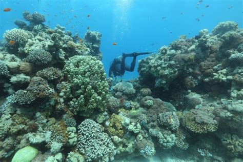 Eilat coral reef defies expectations and regenerates after fish farming ...