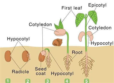 Germination of Seed Diagram - CBSE Class Notes Online - Classnotes123