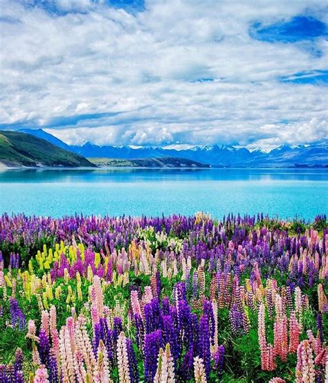 Exploring New Zealand on Instagram: “The Mackenzie Country lupin season ...