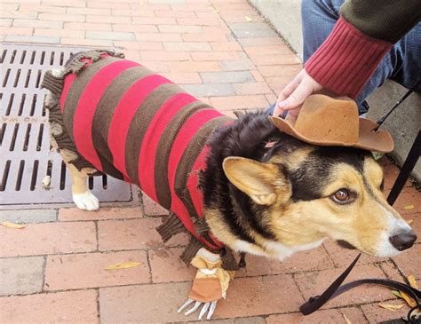 Corgi Costumes For Halloween! - Uncustomary