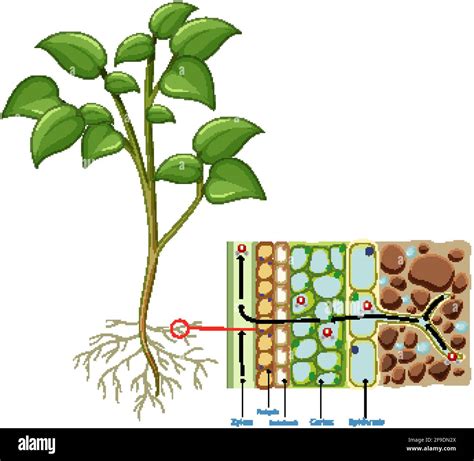 Diagram showing root cell of plant isolated on white background ...