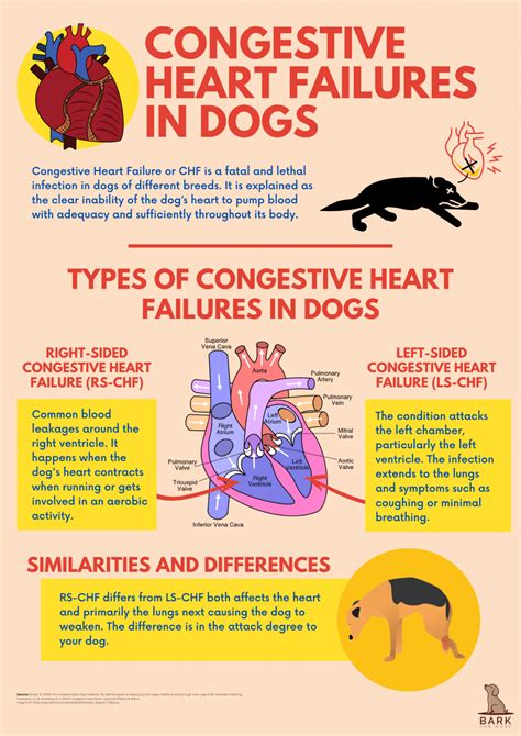 Understanding The Risk Of Congestive Heart Failures In Dogs | Bark For More