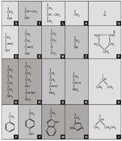 Alanine Amino Acid Structure