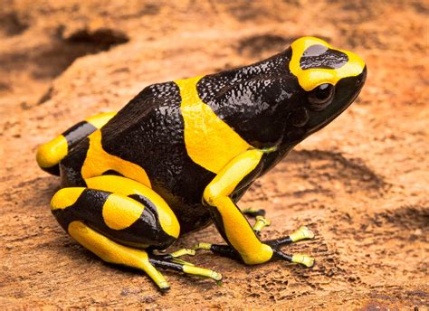 13 Interesting Poison Dart Frogs Facts - Rainforest Cruises