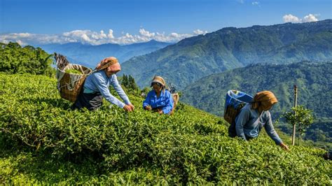 Tea Gardens of Darjeeling | Ocean6 Holidays