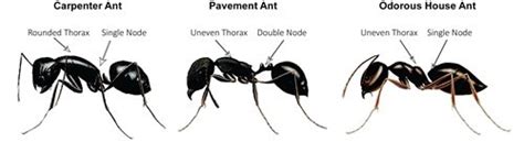 Carpenter Ant Identification