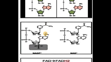 Structure of NADH, FADH2 ATP and how energy is generated: Bioenergetics ...