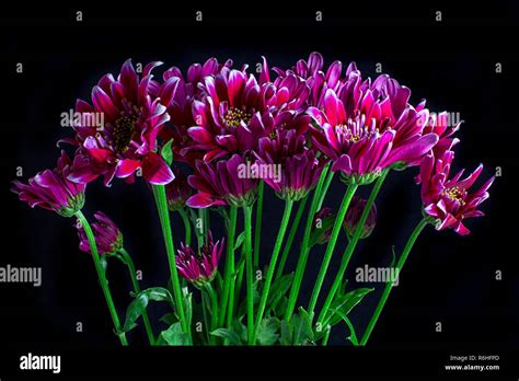 red aster flower bouquet Stock Photo - Alamy