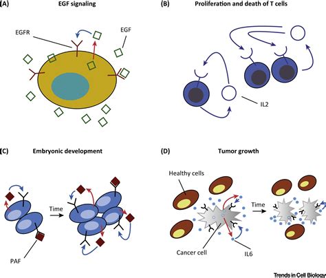 Autocrine Signaling and Quorum Sensing: Extreme Ends of a Common ...