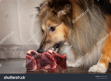 402 Dog Eating Meaty Bone Images, Stock Photos & Vectors | Shutterstock