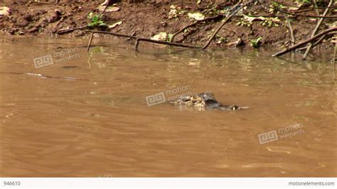 Brazil: Amazon River Region Fauna - Crocodile 8 Stock video footage ...