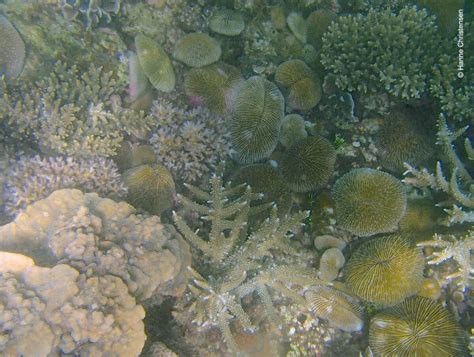 Snorkeling in Pulau Sapi, Tunku Abdul Rahman Marine Park | Snorkeling Sabah