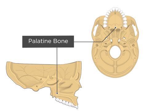 Palatine bone: anatomy and labeled diagram | GetBodySmart