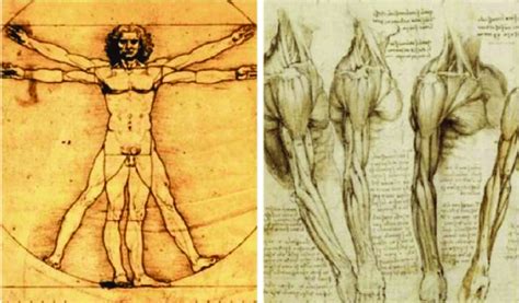 Leonardo Da Vinci Drawing Anatomy