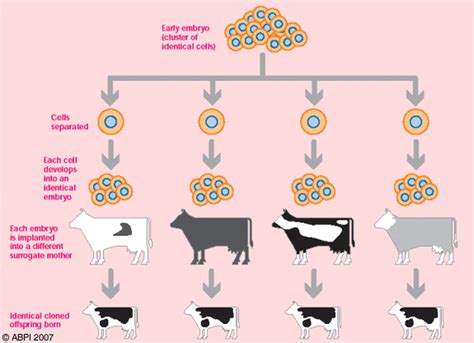 22.3 Cloning Animals - a level biology student