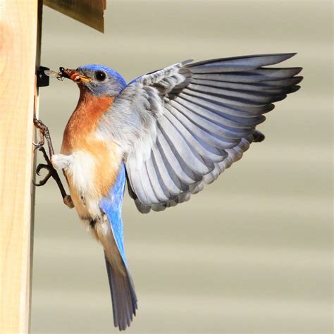 Female Mountain Bluebird Flying