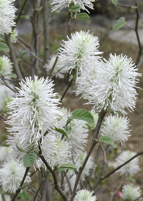 Buy Blue Shadow Fothergilla | 3 GALLON POT | Wilson Bros Gardens