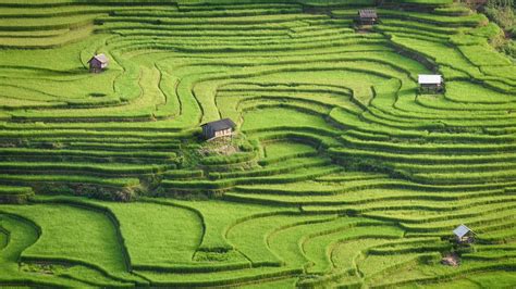 Bing image: Rice terraces of Mù Cang Chải, Yên Bái province, Vietnam ...