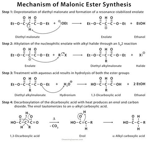 Malonic Ester Synthesis: Definition, Examples, and Mechanism