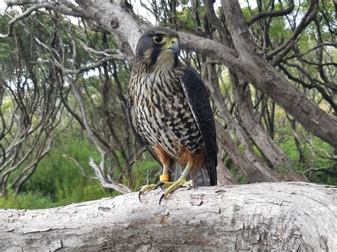 Kārearea / NZ falcon - Parker Conservation