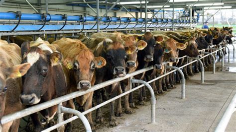 New Zealand to kill 150,000 cows to end bacterial disease | kare11.com