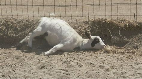 Fainting Goats Sold As Pets at California Ranch Video - ABC News