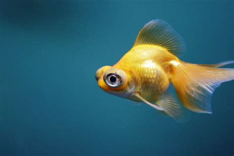 Telescope Eye Aqua Culture, Beautiful Fish, Gorgeous, Puffy Eyes ...