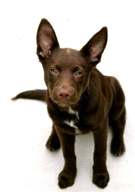 Kelpies are my favourite dogs. They need plenty of space without any ...