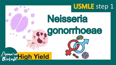 Neisseria gonorrhoeae | Gonorrhea | Pathology, Immunology, diagnosis ...