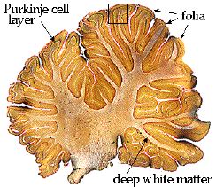 Cerebellum Folia