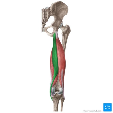 Semitendinosus: Origin, insertion, innervation, action | Kenhub