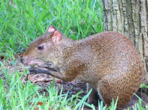 Animales de Cancún, México: 12 animales que encontrarás en México