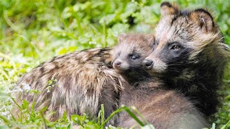 ｢タヌキの親子｣ドイツ | タヌキ, 動物, アライグマ