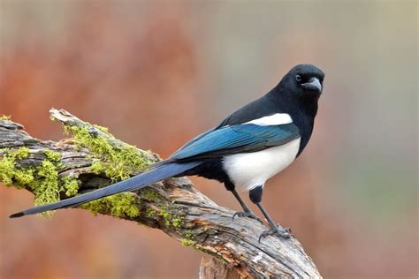 Uncovering the Mystery of the Black-Billed Magpie: Amazing Facts You ...