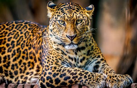 Does This Photograph Show 'Brittany L' After Killing a Leopard ...