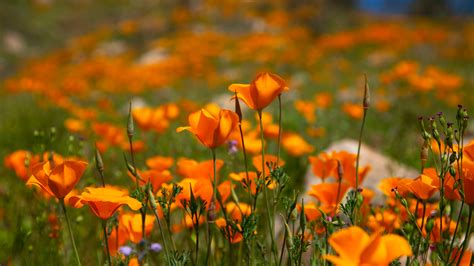 Common Arizona wildflowers: What to look for when the desert blooms