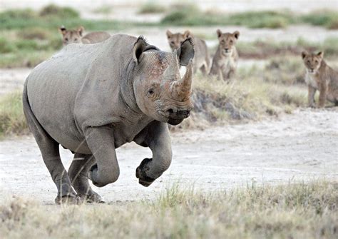 How Fast Can a Rhino Run? It's the Fastest Mammal Weighing Over a Ton