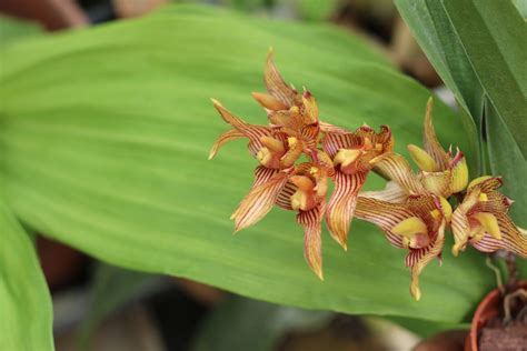 Orchids - The Living Rainforest