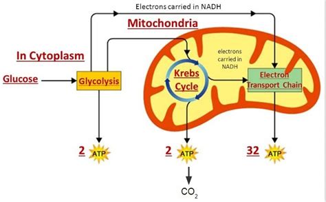 Detailed Cellular Respiration Diagram