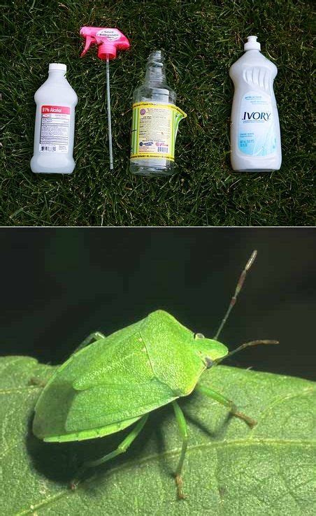 13 Stink bug repellent ideas | bug repellent, stink bugs, stink bug ...