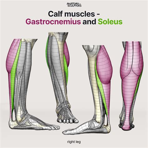 Anatomy For Sculptors - Calf muscles