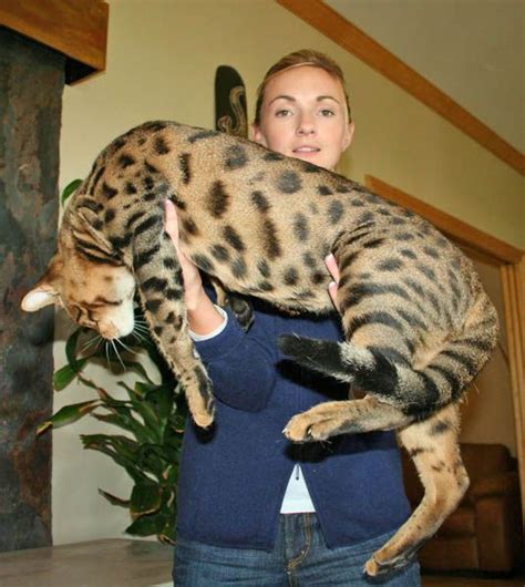 Savannah Cat Breed Information Facts & 30+ Pictures | FallinPets