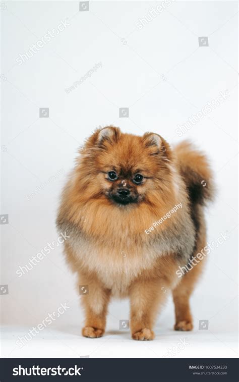 Pomeranian Baby Posing White Studio Background Stock Photo 1607534230 ...